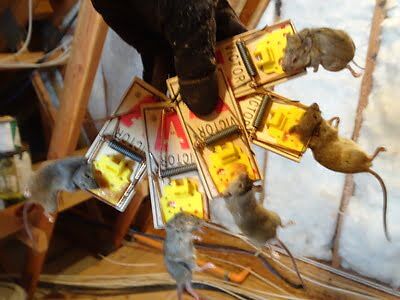 rodent trapping